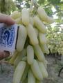 Продам виноград, самовывоз