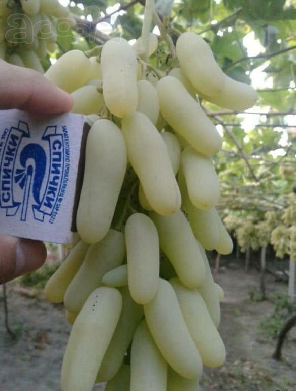 Продам виноград, самовывоз