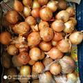 Продам ЛУК сорт Франциско