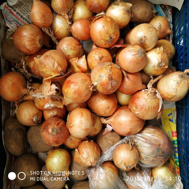 Продам ЛУК сорт Франциско